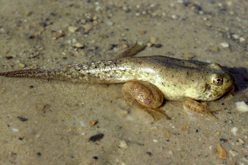 Bull frog tadpole-metamorph. Credit: Jack Ray